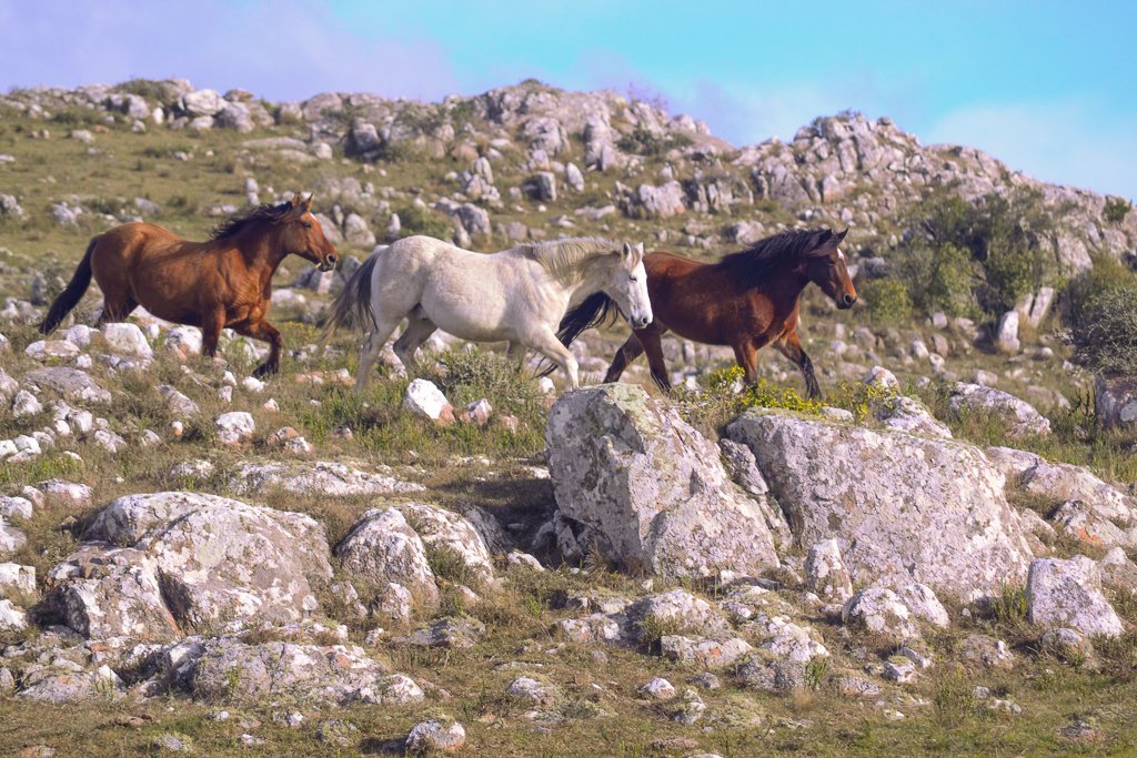 Cabalgatas